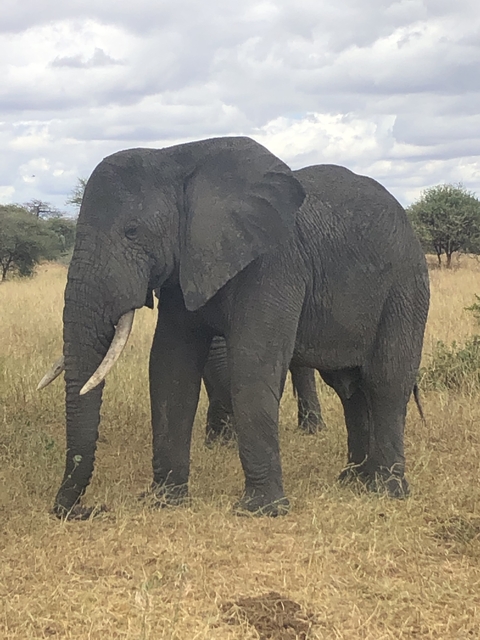 Close-up of an elephant in dry grasslands.