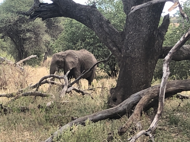 Elephant walking through trees in a dense area.