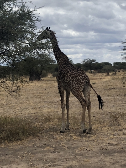 Giraffe standing in a savanna landscape.