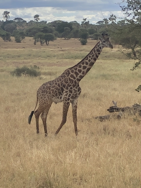 Giraffe in a grassy savanna.