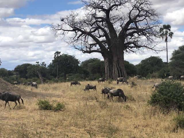 Wildebeest grazing under a large baobab tree.