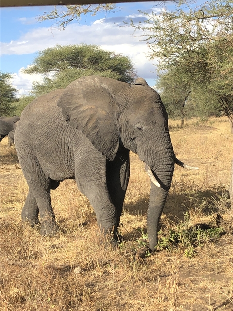 Close-up of an elephant in the savanna.