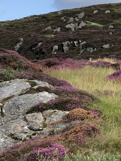 Landscape of purple heather plants and rock formations