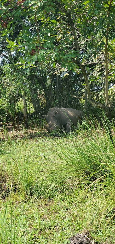 Rhinoceros standing among tall grass and trees.