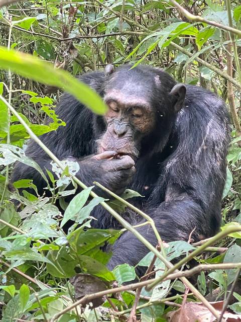 Chimpanzee resting in vegetation.