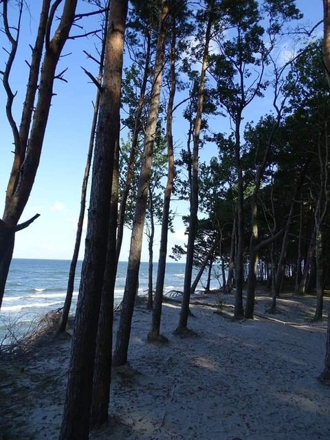 Photo d'avis client sur Grand tour des Baltes à vélo (entièrement guidé de Vilnius à Tallinn 2026)