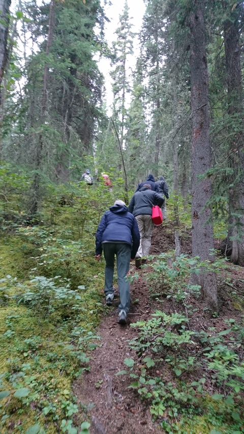 Group hiking through a forest.
