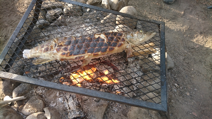 Grilled fish on a campfire grill.