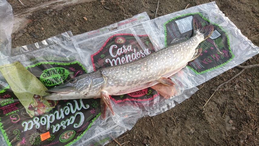Fish placed on plastic packaging outdoors.