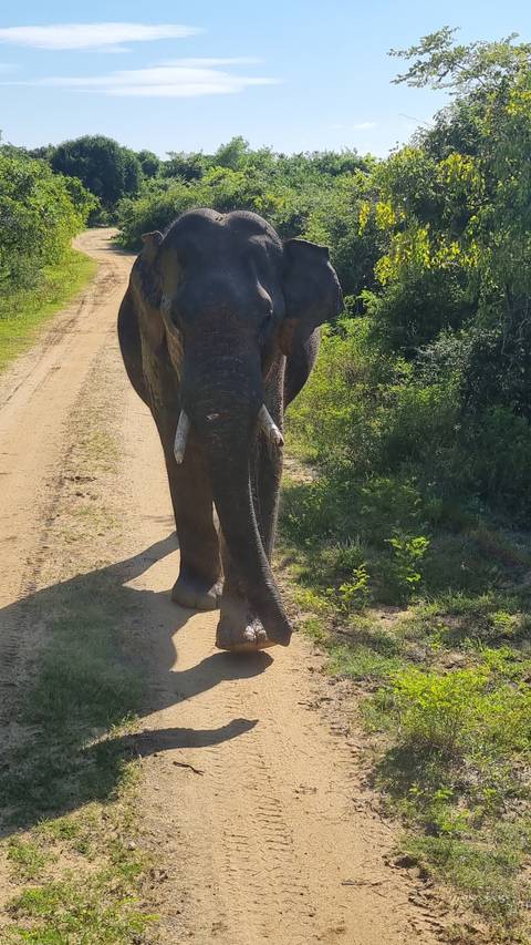 Elephant walking along a dusty road.