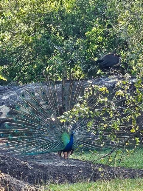 Peacock with full feathers spread in a garden.