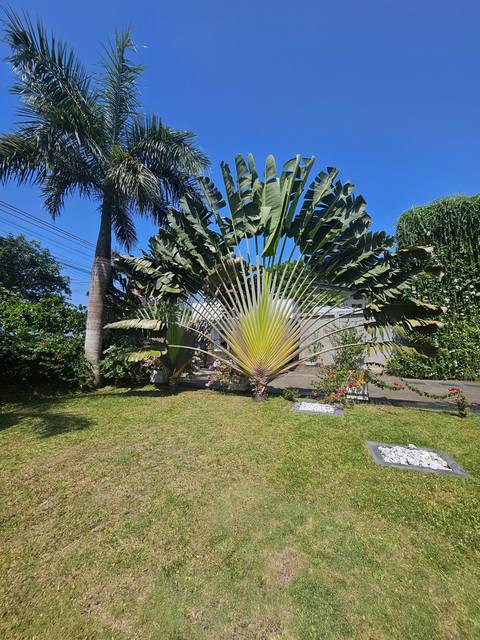 Palms and exotic plants in a well-maintained garden.