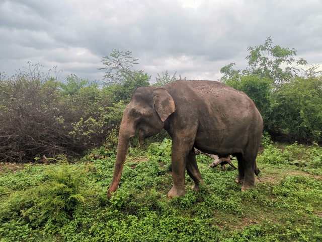 Elephant standing in lush greenery.