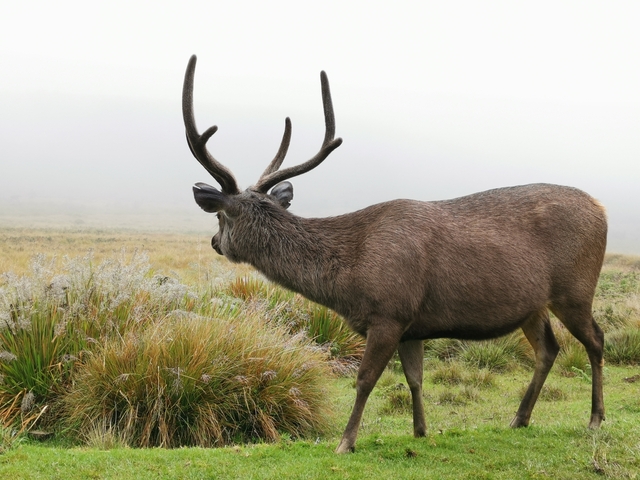 Close-up of a stag in a misty field.