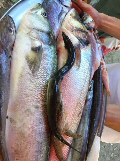 Close-up of freshly caught fish.