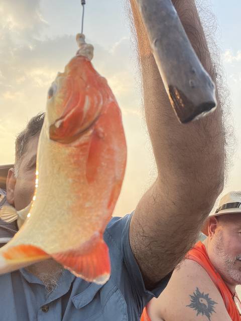 Man holding an orange fish on a hook in an outdoor setting.