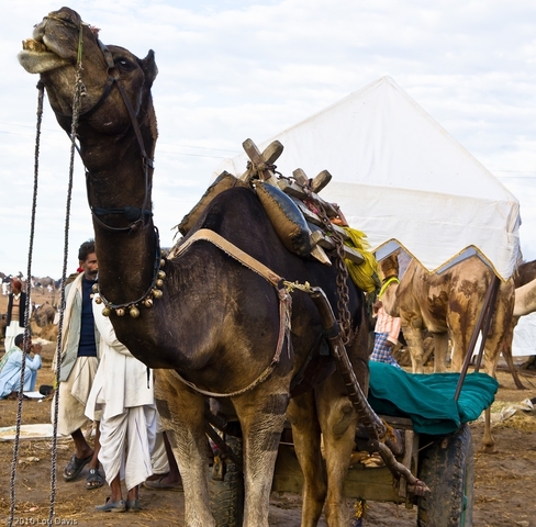 Decorated camel at a festival.
