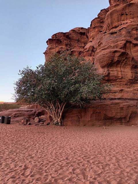Isolated tree growing against a red rocky mountain.