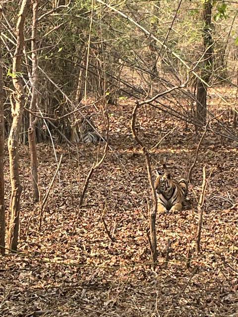 A tiger camouflaged among dry leaves and branches.