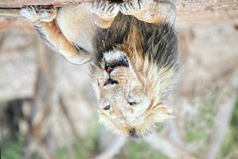 A blurred close-up of a lion's face, appears upside down.