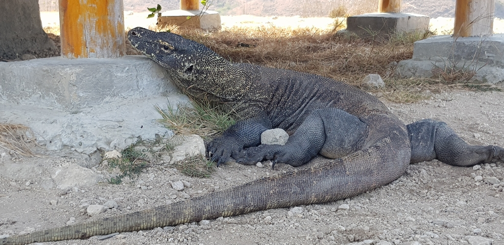 Komodo dragon resting under a shelter.