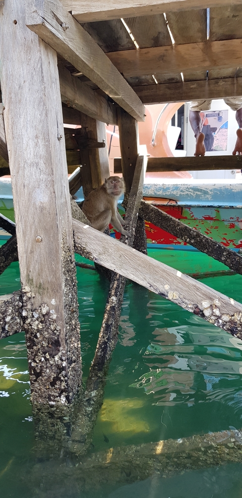 A monkey under a wooden structure with a colorful boat in the background.