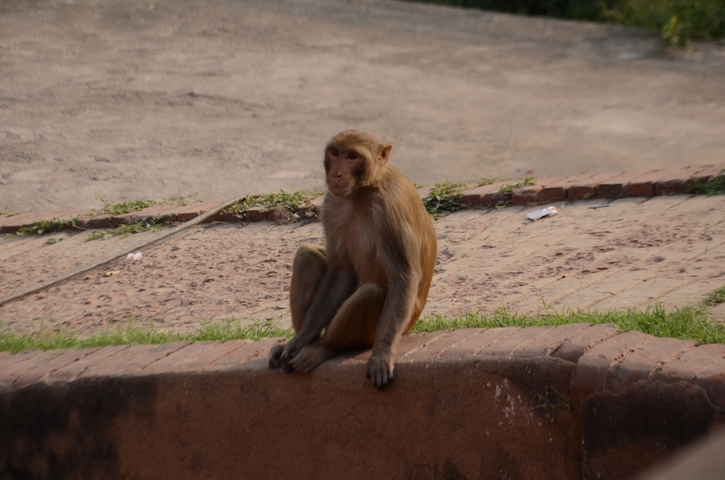 Monkey sitting on a brick ledge.