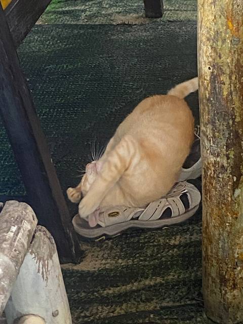 A cat lying on a flip-flop shoe indoors.