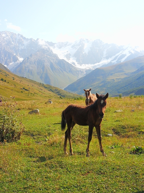 Horses grazing in a scenic mountain valley under clear skies.
