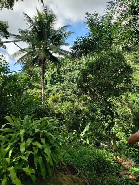 Forest scenery with lush green foliage and palm trees.