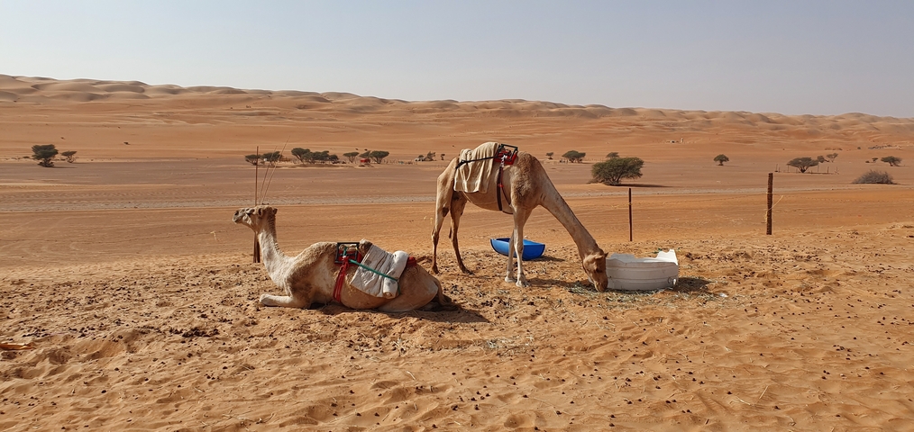 Two camels at rest in a sandy desert with sparse vegetation.