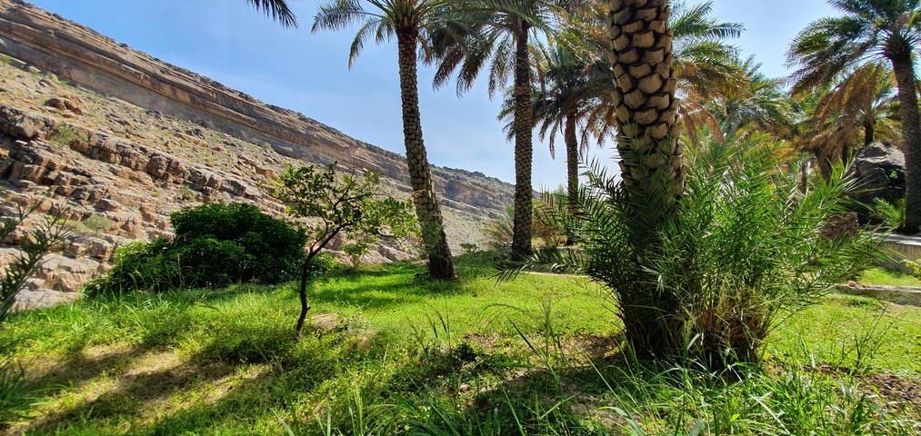 A palm oasis in a rocky desert canyon.