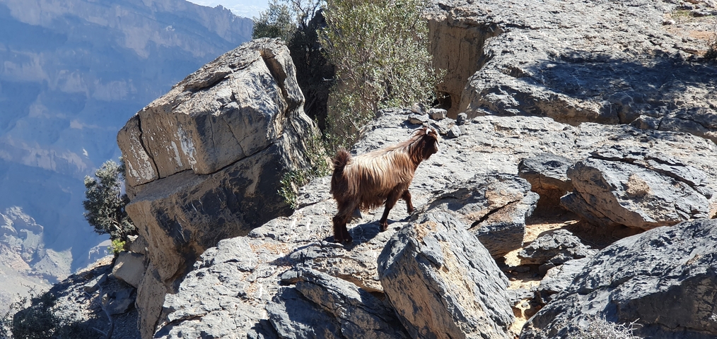 A goat standing on rocky cliffs with a mountainous background.
