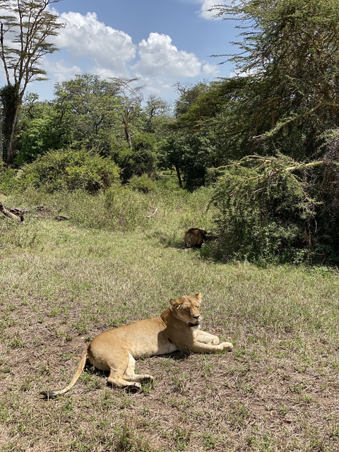 Lions resting in a grassy area with trees in the background.