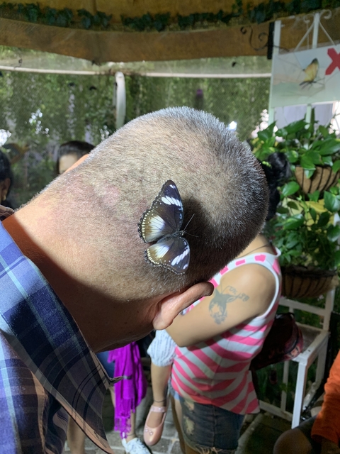 A close-up of a butterfly on a person's head.