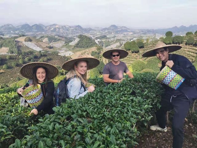 Travellers wearing straw hats picking tea leaves on terraced hills with panoramic countryside views.