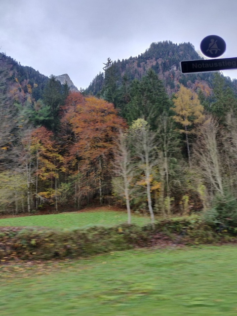 Blurry image of a forest with autumn colors.