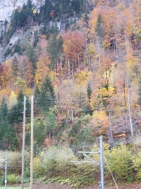 Blurry image of a forest with autumn leaves.