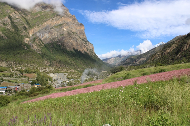 Vibrant pink alpine fields and green valley framed by high cliffs and snowy peaks in Nepal.