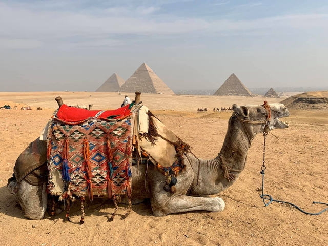 Camel in front of the pyramids of Giza.