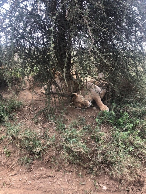 Photo d'avis client sur Meilleur safari de 3 jours en camping en Tanzanie au départ d'Arusha à un prix raisonnable