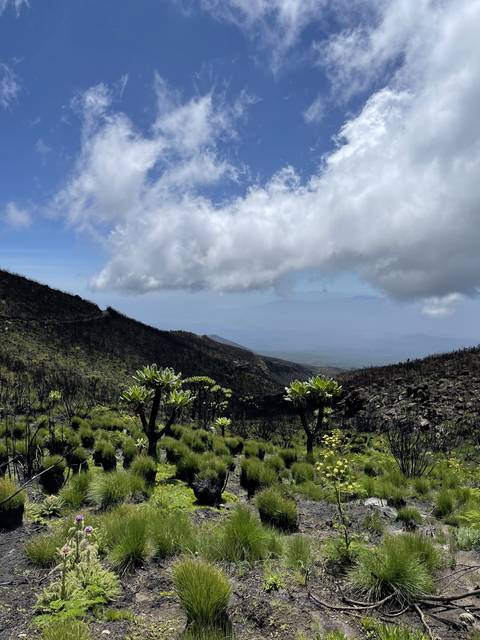 Mountains with lush green vegetation under a bright sky.