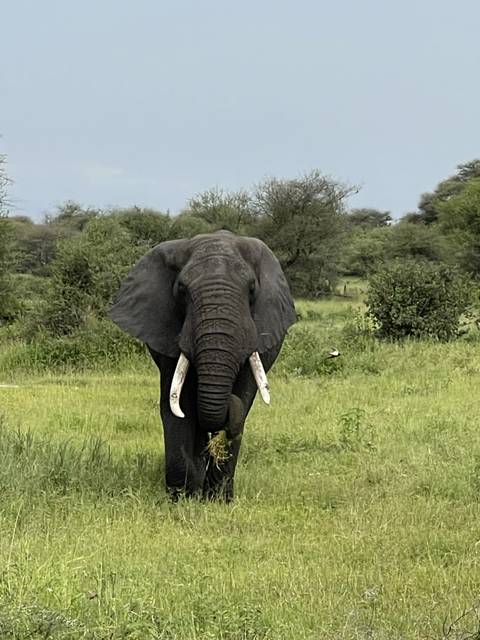 Elephant walking away in a grassy field.