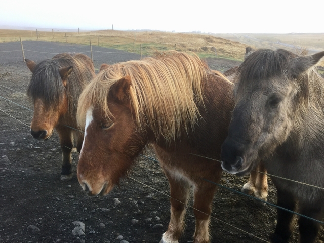 Three Icelandic horses standing by a fence.