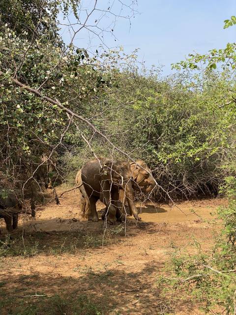 Elephant in a forest clearing.