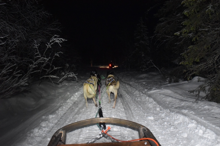 Dogs pulling a sled on a snowy trail at night.