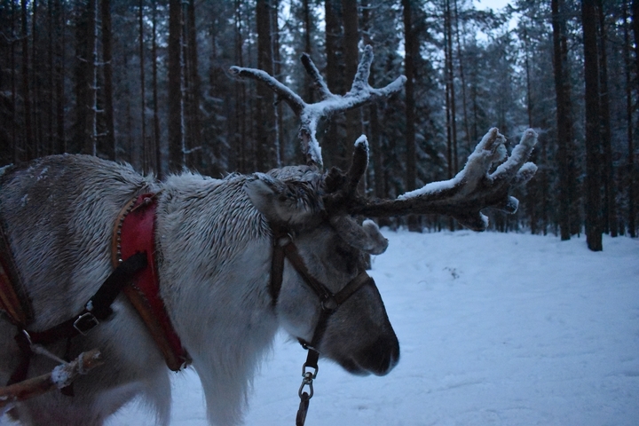 Reindeer with snowy antlers in a forest.