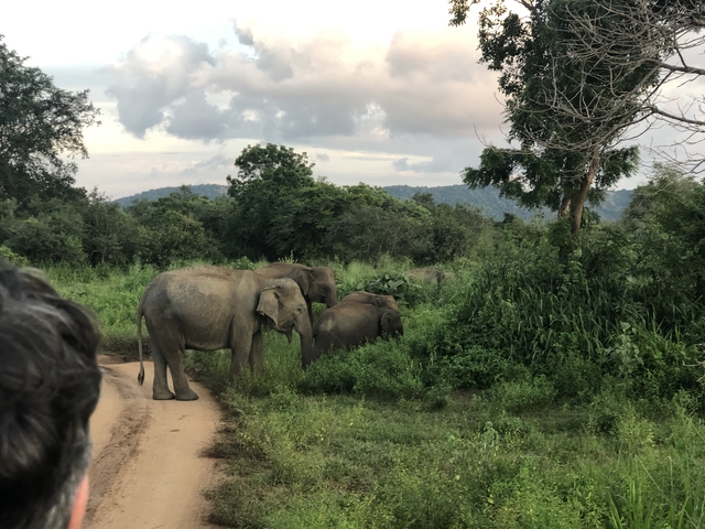 Family of elephants grazing in a lush green environment.