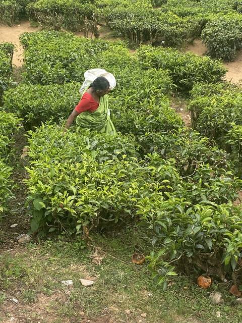 Worker picking tea leaves amidst dense tea plantation foliage.