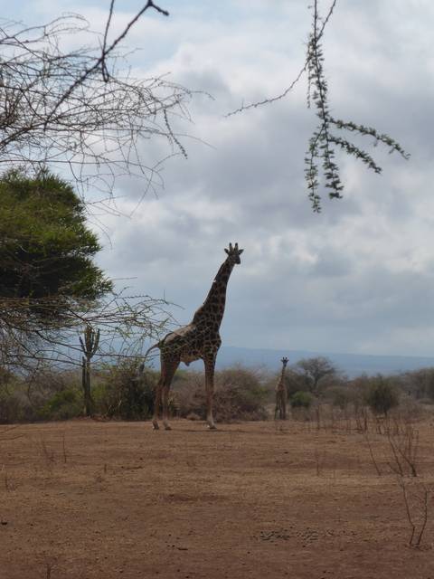 A giraffe standing in a dry landscape.